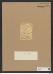 Triceratium moronense Grev. (de-Toni-Nr.: Genus 140, Species 3893) Zeichnungen Sammlung Grunow Nr. 7379 (NHMW-BOT-W0376445)